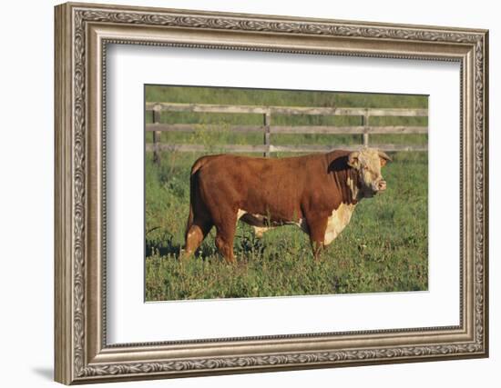 Hereford Bull-DLILLC-Framed Photographic Print