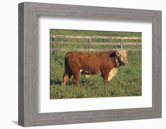 Hereford Bull-DLILLC-Framed Photographic Print