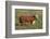 Hereford Bull-DLILLC-Framed Photographic Print