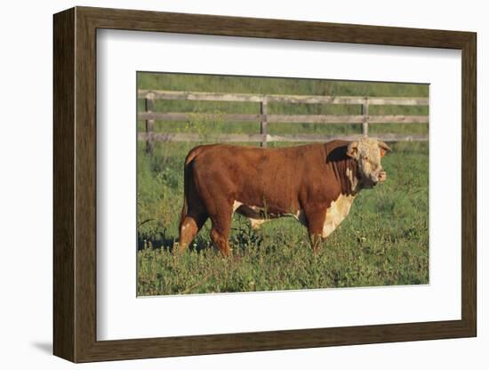 Hereford Bull-DLILLC-Framed Photographic Print