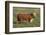 Hereford Bull-DLILLC-Framed Photographic Print