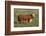 Hereford Bull-DLILLC-Framed Photographic Print