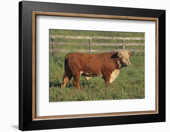 Hereford Bull-DLILLC-Framed Photographic Print