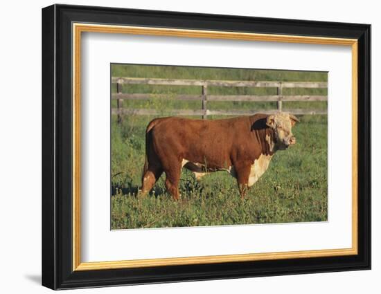 Hereford Bull-DLILLC-Framed Photographic Print