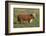 Hereford Bull-DLILLC-Framed Photographic Print
