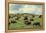 Hereford Cattle Grazing on Hill-James Randklev-Framed Premier Image Canvas
