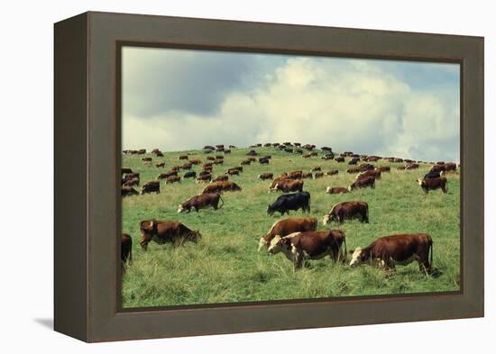 Hereford Cattle Grazing on Hill-James Randklev-Framed Premier Image Canvas