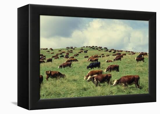 Hereford Cattle Grazing on Hill-James Randklev-Framed Premier Image Canvas