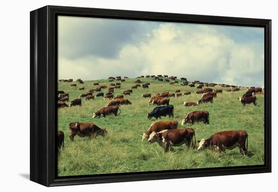 Hereford Cattle Grazing on Hill-James Randklev-Framed Premier Image Canvas