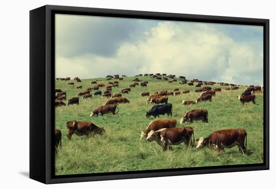 Hereford Cattle Grazing on Hill-James Randklev-Framed Premier Image Canvas