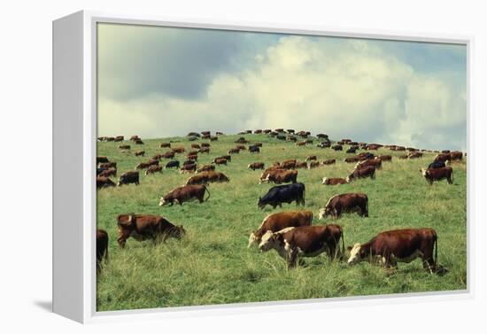 Hereford Cattle Grazing on Hill-James Randklev-Framed Premier Image Canvas