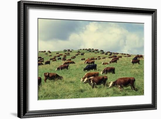 Hereford Cattle Grazing on Hill-James Randklev-Framed Photographic Print