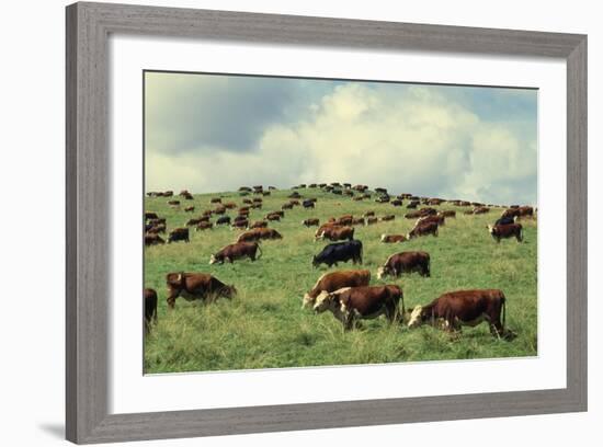 Hereford Cattle Grazing on Hill-James Randklev-Framed Photographic Print