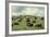 Hereford Cattle Grazing on Hill-James Randklev-Framed Photographic Print