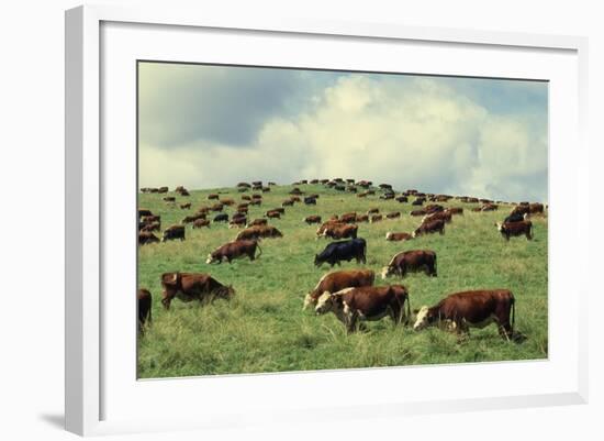 Hereford Cattle Grazing on Hill-James Randklev-Framed Photographic Print