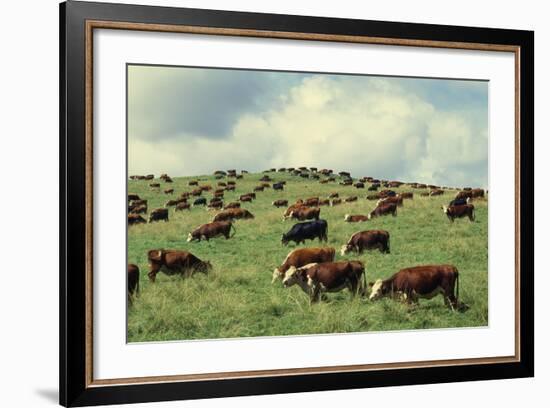 Hereford Cattle Grazing on Hill-James Randklev-Framed Photographic Print