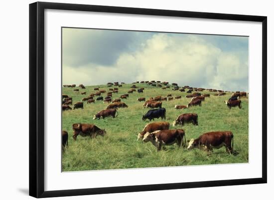 Hereford Cattle Grazing on Hill-James Randklev-Framed Photographic Print