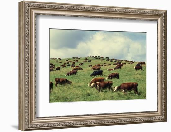 Hereford Cattle Grazing on Hill-James Randklev-Framed Photographic Print