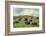 Hereford Cattle Grazing on Hill-James Randklev-Framed Photographic Print