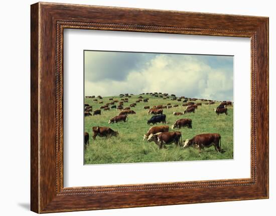 Hereford Cattle Grazing on Hill-James Randklev-Framed Photographic Print