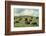 Hereford Cattle Grazing on Hill-James Randklev-Framed Photographic Print