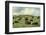 Hereford Cattle Grazing on Hill-James Randklev-Framed Photographic Print