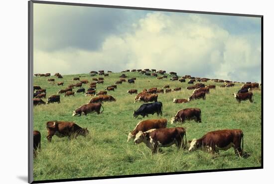 Hereford Cattle Grazing on Hill-James Randklev-Mounted Photographic Print