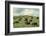 Hereford Cattle Grazing on Hill-James Randklev-Framed Photographic Print