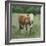 Hereford Cattle I-Emma Scarvey-Framed Art Print