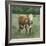 Hereford Cattle I-Emma Scarvey-Framed Art Print