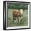 Hereford Cattle I-Emma Scarvey-Framed Art Print