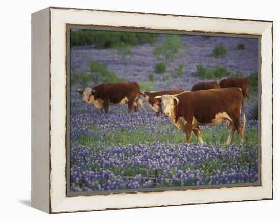 Hereford Cattle in Meadow of Bluebonnets, Texas Hill Country, Texas, USA-Adam Jones-Framed Premier Image Canvas