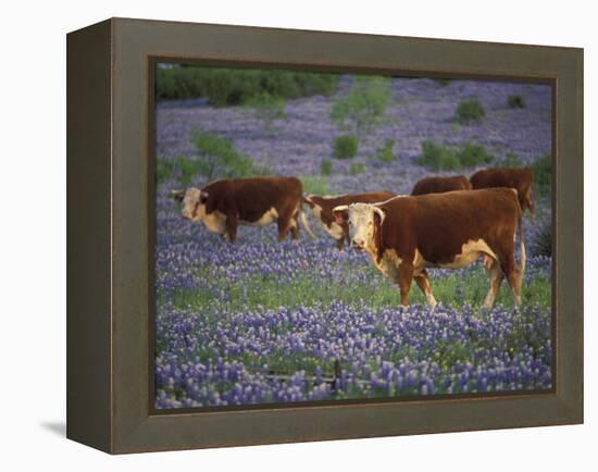 Hereford Cattle in Meadow of Bluebonnets, Texas Hill Country, Texas, USA-Adam Jones-Framed Premier Image Canvas