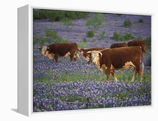 Hereford Cattle in Meadow of Bluebonnets, Texas Hill Country, Texas, USA-Adam Jones-Framed Premier Image Canvas