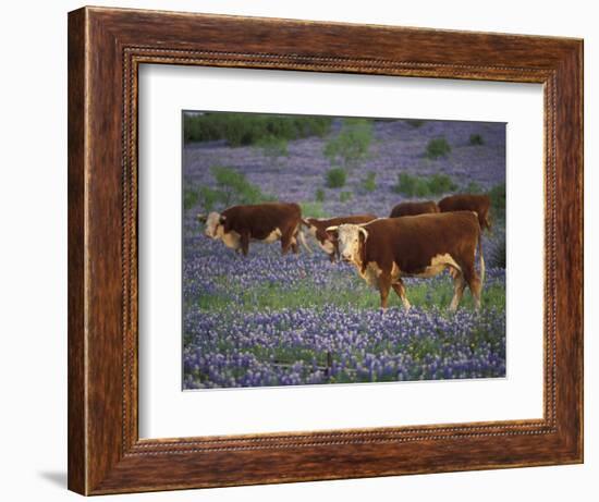 Hereford Cattle in Meadow of Bluebonnets, Texas Hill Country, Texas, USA-Adam Jones-Framed Photographic Print