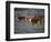 Hereford Cattle in Meadow of Bluebonnets, Texas Hill Country, Texas, USA-Adam Jones-Framed Photographic Print