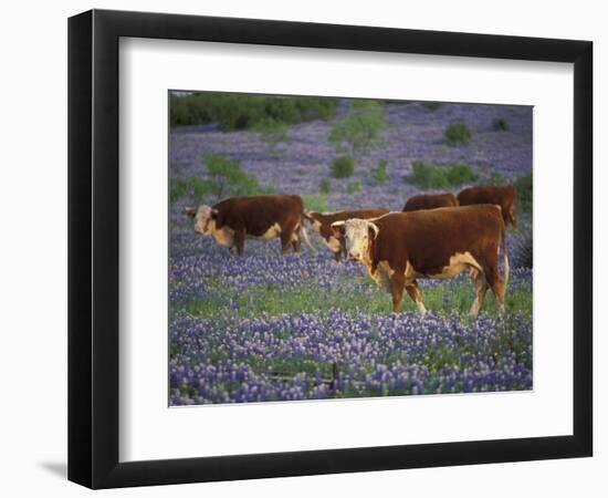 Hereford Cattle in Meadow of Bluebonnets, Texas Hill Country, Texas, USA-Adam Jones-Framed Photographic Print