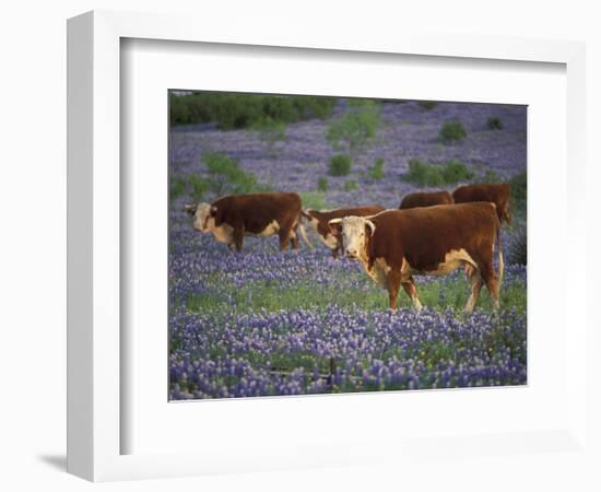 Hereford Cattle in Meadow of Bluebonnets, Texas Hill Country, Texas, USA-Adam Jones-Framed Photographic Print