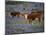 Hereford Cattle in Meadow of Bluebonnets, Texas Hill Country, Texas, USA-Adam Jones-Mounted Photographic Print