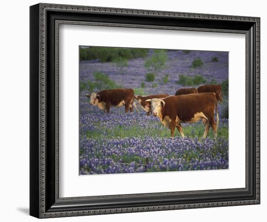Hereford Cattle in Meadow of Bluebonnets, Texas Hill Country, Texas, USA-Adam Jones-Framed Photographic Print