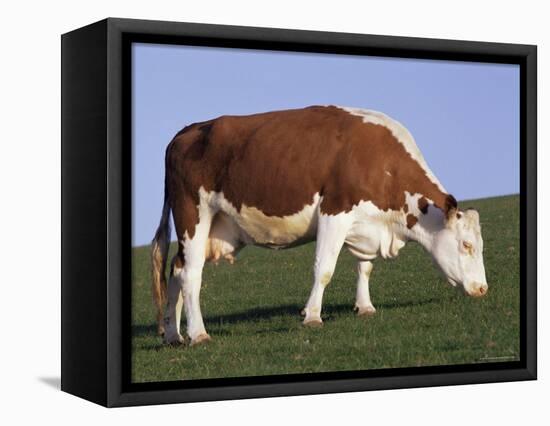 Hereford Cow Grazing on Hillside, Chalk Farm, Willingdon, East Sussex, England-Ian Griffiths-Framed Premier Image Canvas