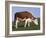 Hereford Cow Grazing on Hillside, Chalk Farm, Willingdon, East Sussex, England-Ian Griffiths-Framed Photographic Print