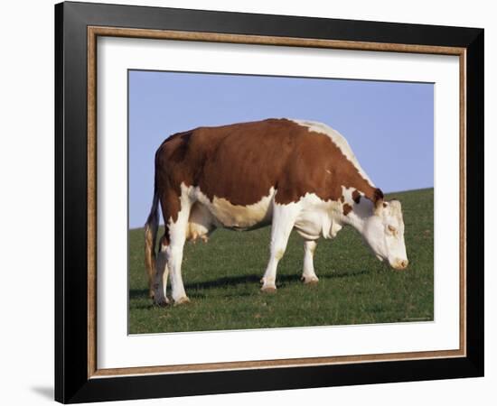 Hereford Cow Grazing on Hillside, Chalk Farm, Willingdon, East Sussex, England-Ian Griffiths-Framed Photographic Print