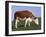 Hereford Cow Grazing on Hillside, Chalk Farm, Willingdon, East Sussex, England-Ian Griffiths-Framed Photographic Print