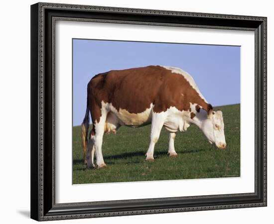 Hereford Cow Grazing on Hillside, Chalk Farm, Willingdon, East Sussex, England-Ian Griffiths-Framed Photographic Print