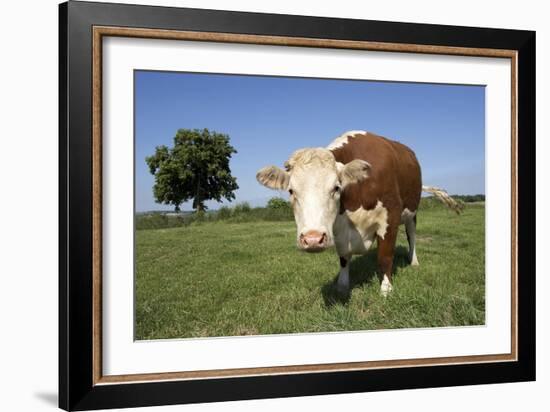 Hereford Cow-Linda Wright-Framed Photographic Print