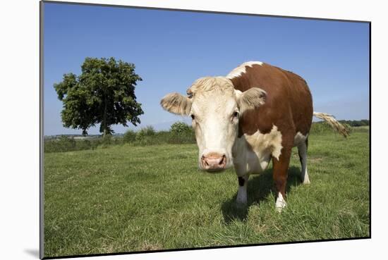 Hereford Cow-Linda Wright-Mounted Photographic Print