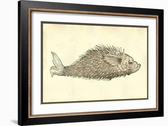 Herinaceus Marinus-Ulisse Aldrovandi-Framed Art Print