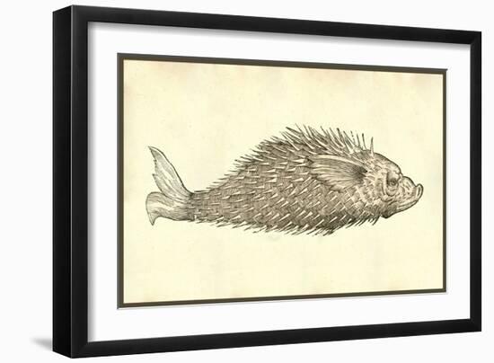 Herinaceus Marinus-Ulisse Aldrovandi-Framed Art Print