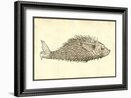 Herinaceus Marinus-Ulisse Aldrovandi-Framed Art Print